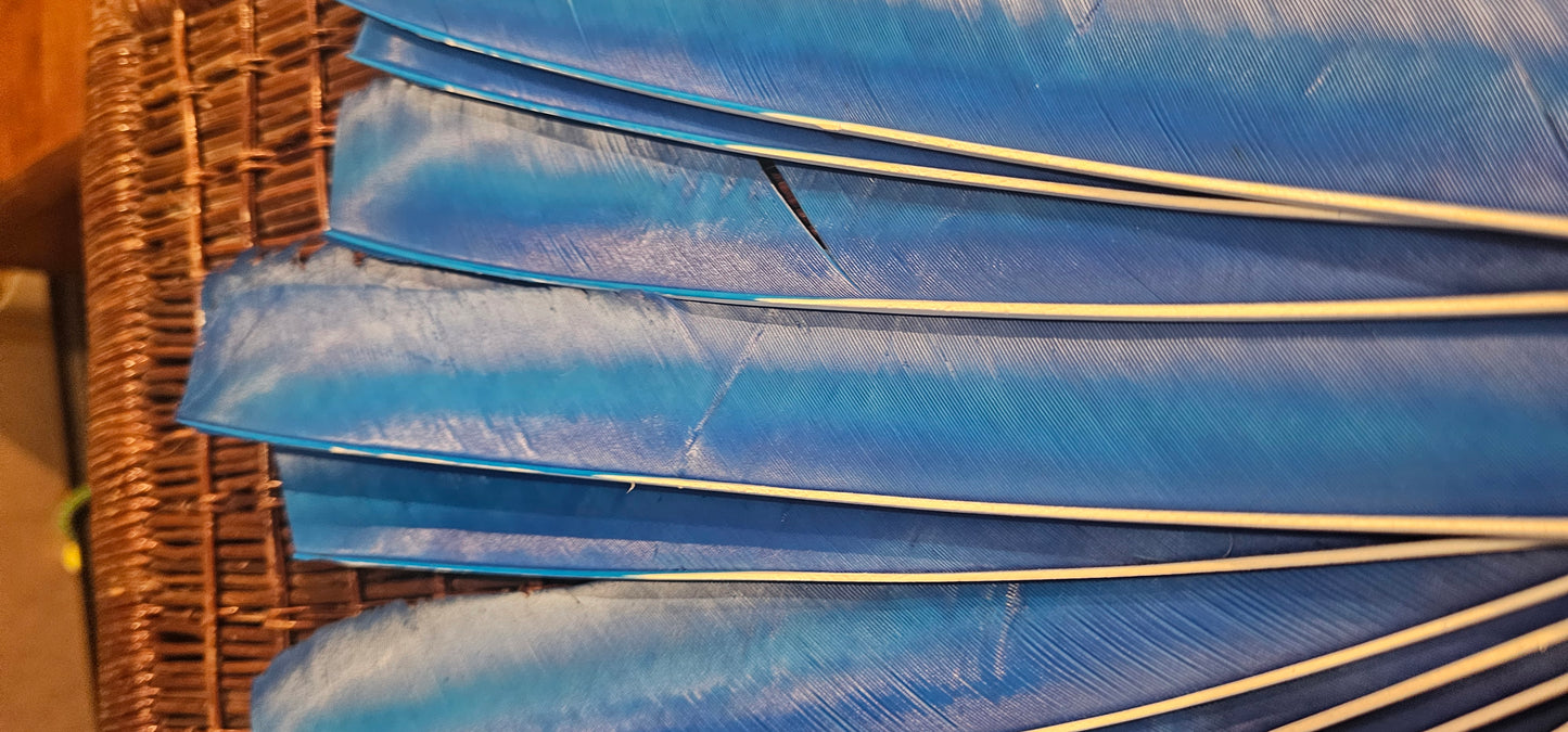 Full length Turkey Feather (10 x Right wing)