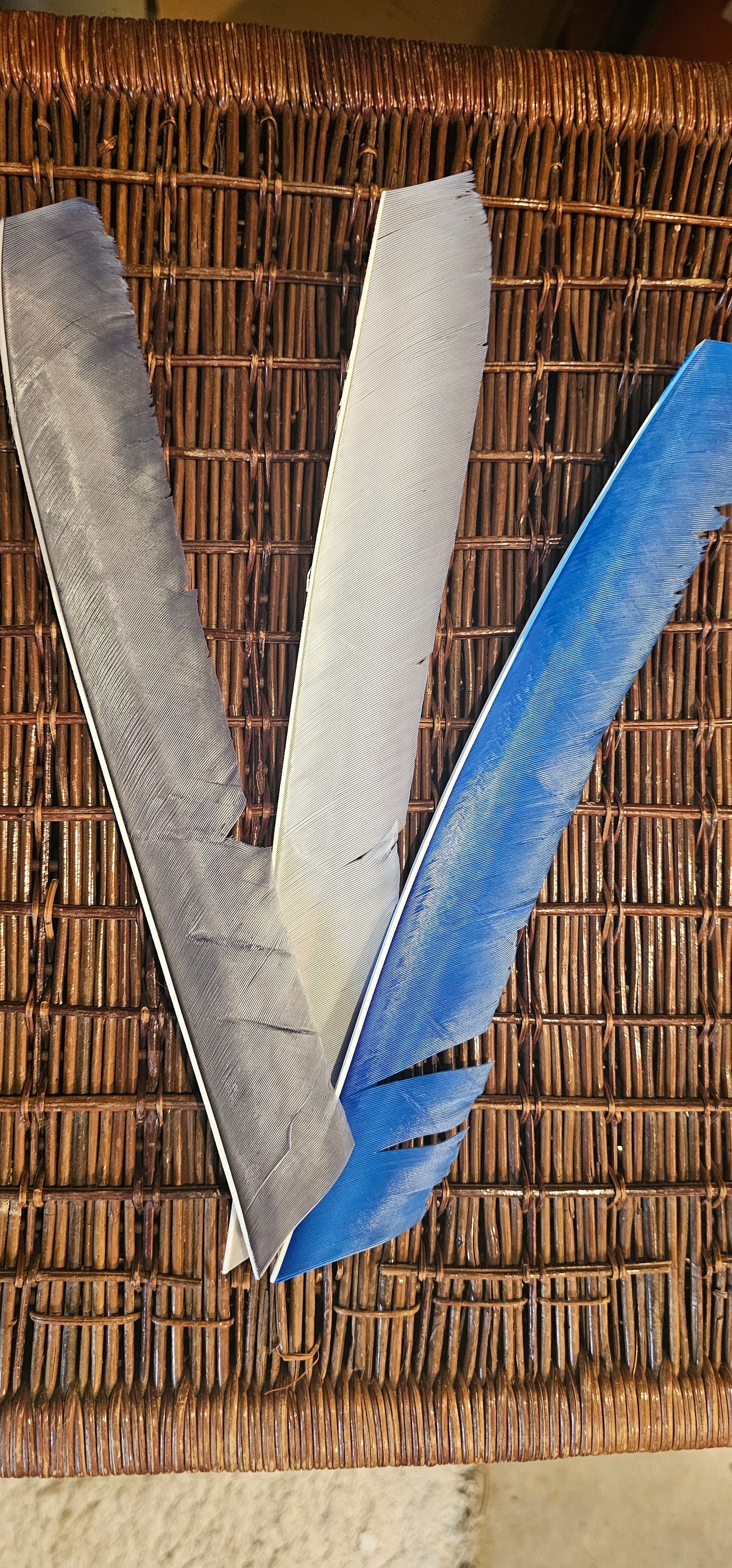 Full length Turkey Feather (10 x Right wing)