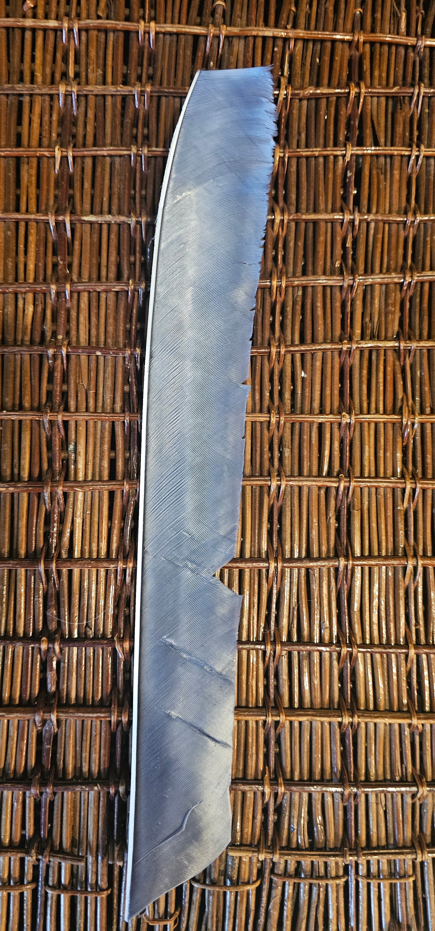 Full length Turkey Feather (10 x Right wing)