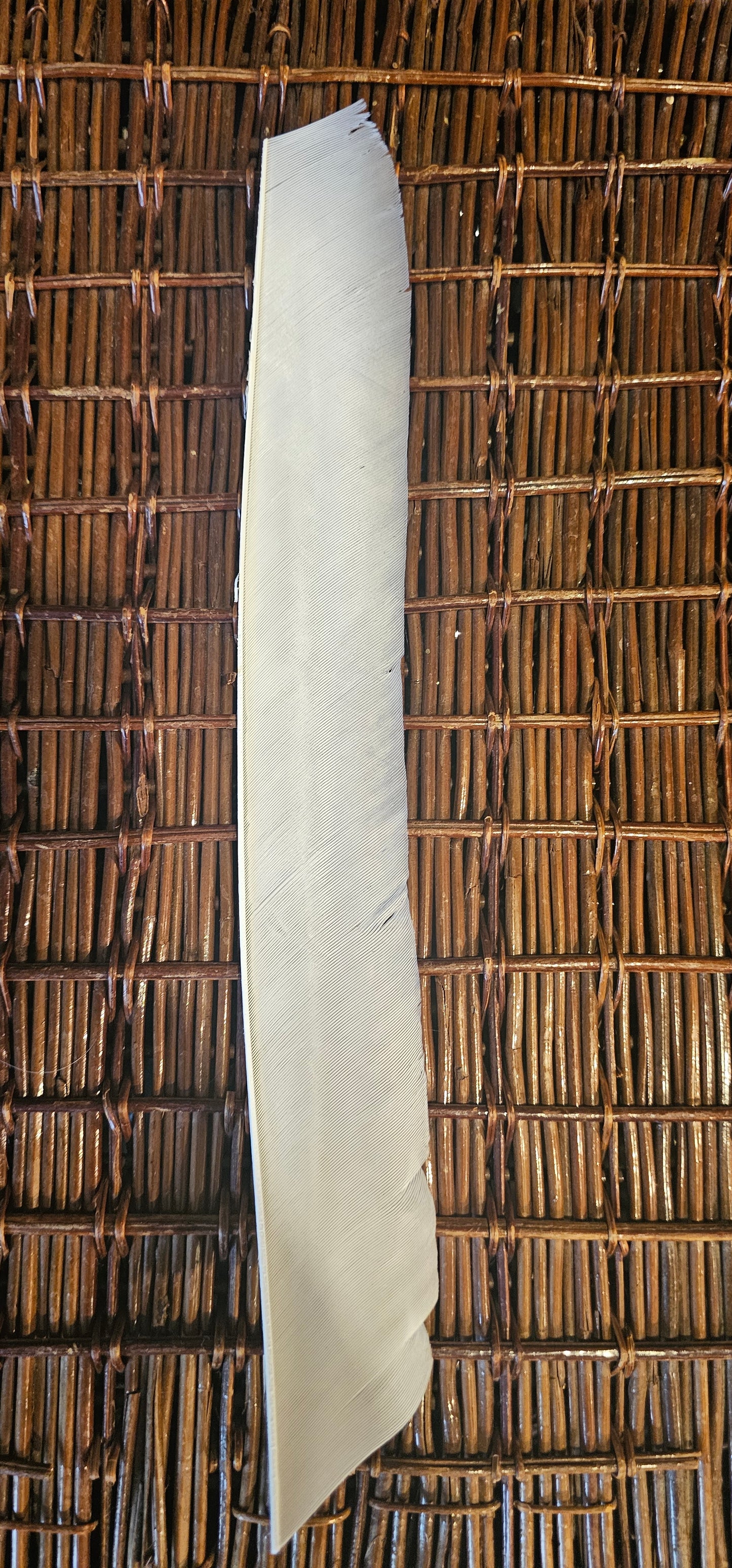 Full length Turkey Feather (10 x Right wing)